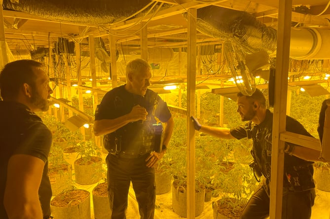 A police raid on a former nightclub in Torquay seized 416 cannabis  plants.Picture|: Police (5-7-23)