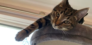 Letter: Rest in Peace Iolo (YOLO) the friendly Crediton cat
