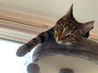 Letter: Rest in Peace Iolo (YOLO) the friendly Crediton cat

