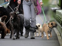  More dog bite wounds treated in Devon
