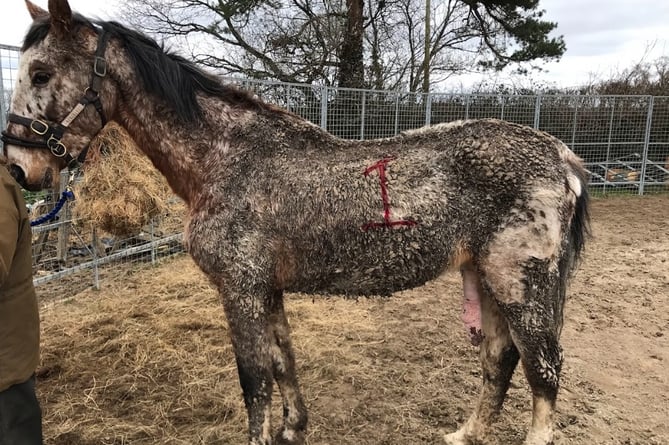 badly neglected horse on Exbourne farm