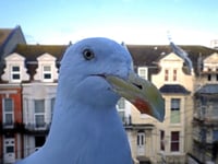 The town where feeding the gulls can get you fined