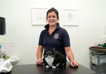 Copplestone kitten’s miracle recovery thanks to blood transfusion
