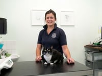 Copplestone kitten’s miracle recovery thanks to blood transfusion
