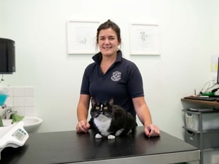Copplestone kitten’s miracle recovery thanks to blood transfusion
