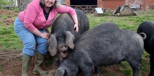 More pigs than ever heading to Okehampton Show