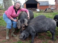 More pigs than ever heading to Okehampton Show