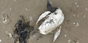 Members of the public reminded not to touch dead or sick seabirds 
