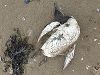 Members of the public reminded not to touch dead or sick seabirds 
