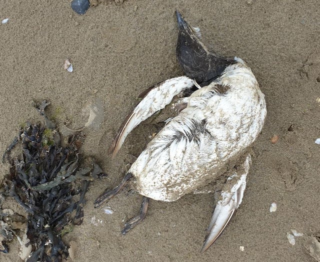Members of the public reminded not to touch dead or sick seabirds 
