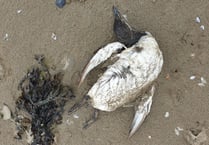 Members of the public reminded not to touch dead or sick seabirds 
