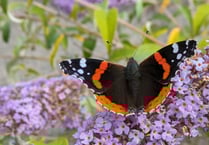 Big Butterfly Census paints mixed picture