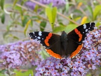 Big Butterfly Census paints mixed picture