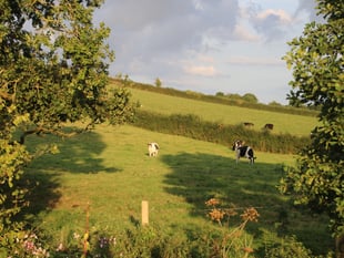 Save local services and the climate, claims Mid Devon resident
