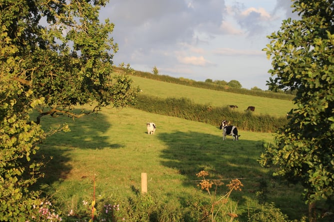 Cows in Mid Devon countryside.  AQ 8537