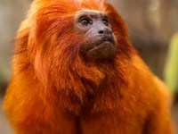 Monkey’s dash for freedom at Paignton Zoo
