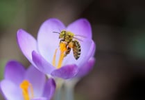 Open garden for Hospiscare