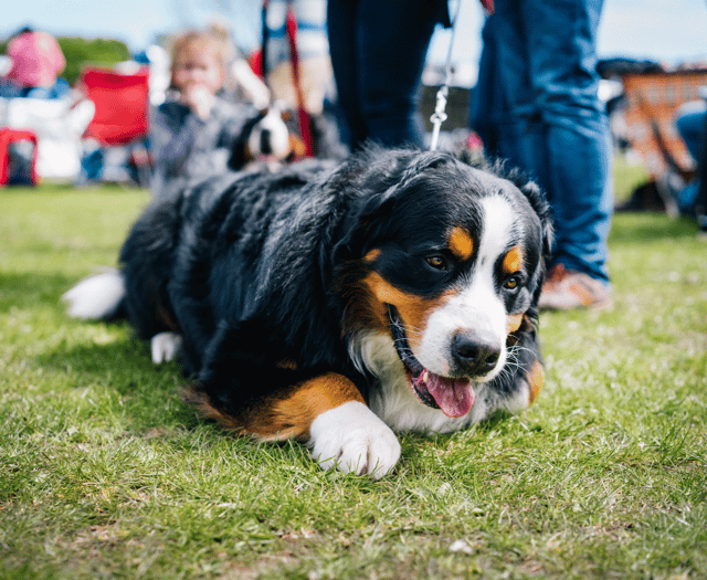 Government urged not to delay ban on dog electric shock collars
