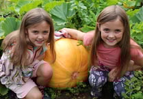 Grandad's sunflowers and pumpkins delight twin granddaughters
