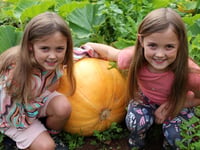 Grandad's sunflowers and pumpkins delight twin granddaughters
