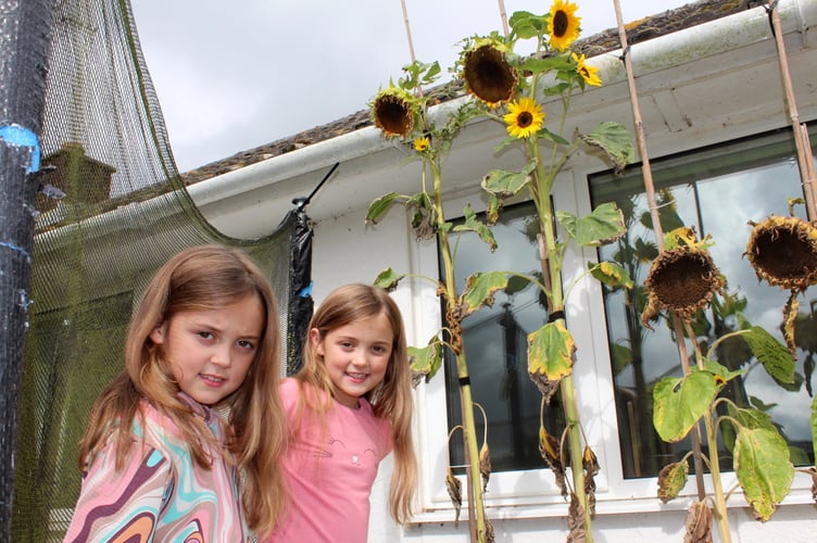 The pair with the giant sunflowers.  SR 8813