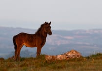 Dartmoor Pony Heritage Trust photography competition winners
