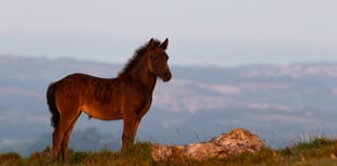 Dartmoor Pony Heritage Trust photography competition winners
