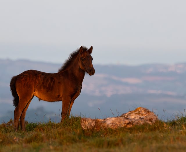 Dartmoor Pony Heritage Trust photography competition winners
