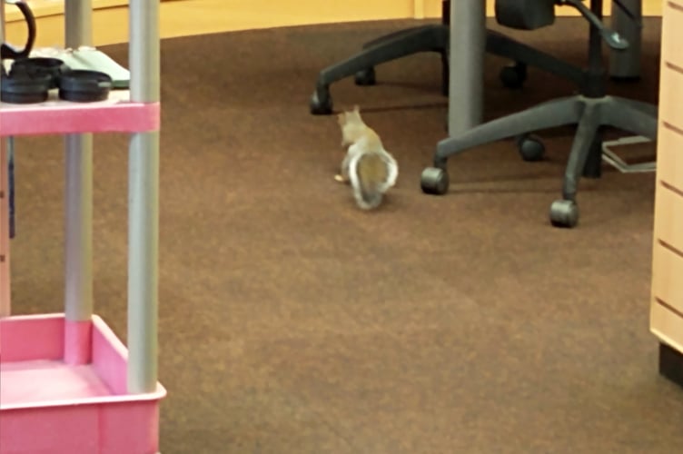 The squirrel who decided to venture into Crediton Library on Tuesday, September 12.  