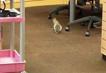 Squirrel was unexpected guest at Crediton Library

