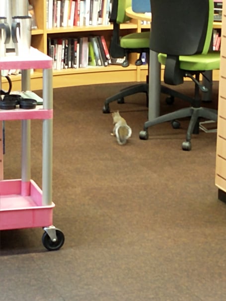 The squirrel who decided to venture into Crediton Library on Tuesday, September 12.