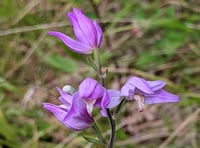 ‘The Story of Veitch Orchids’ with Crediton Garden Club
