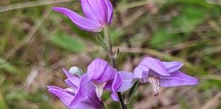 ‘The Story of Veitch Orchids’ with Crediton Garden Club
