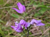 ‘The Story of Veitch Orchids’ with Crediton Garden Club
