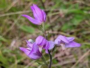‘The Story of Veitch Orchids’ with Crediton Garden Club
