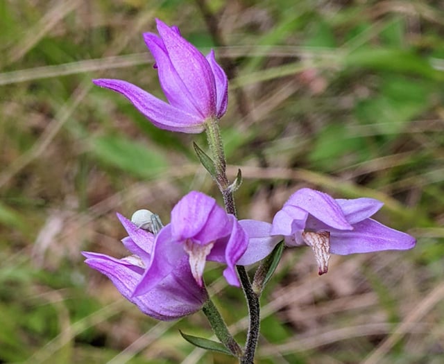 ‘The Story of Veitch Orchids’ with Crediton Garden Club
