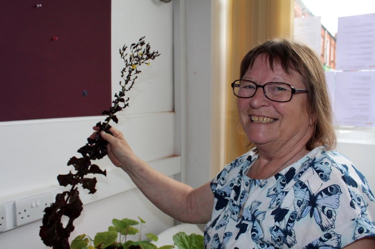 Dee Ross of Sustainable Crediton holding a lettuce she allowed to go to seed. SR 9062
