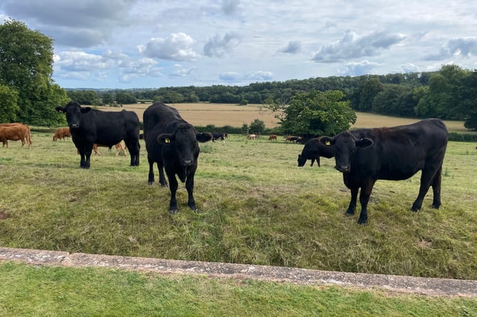 Cattle watching visitors at Downes House on the day of the final house tour.  AQ 5691