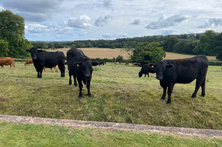 Cattle watching visitors at Downes House on the day of the final house tour. AQ 5691