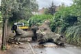 UPDATE: Road cleared: Crediton street closed due to fallen 8-ton tree

