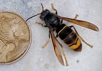 Beekeepers urge public to look out for Asian hornets