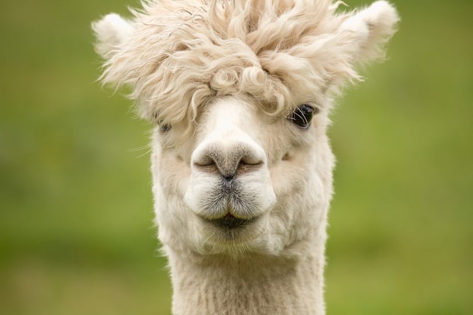 An alpaca. Image by wagrati photo from Pixabay