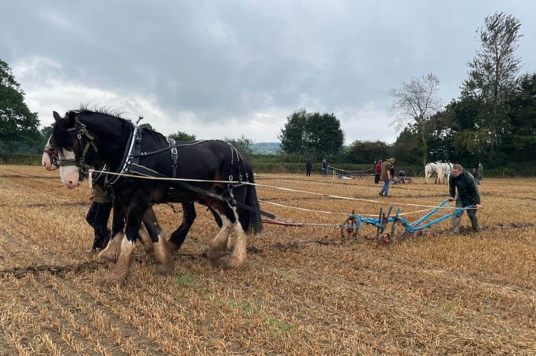 Images from Cheriton Fitzpaine and District Ploughing Match and Produce Show.