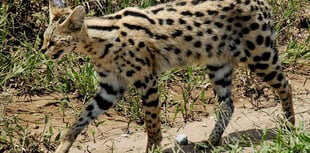 Dangerous animals being kept by private owners in Devon 
