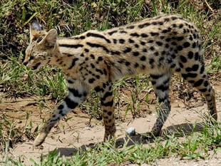 Dangerous animals being kept by private owners in Devon 
