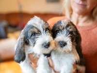 Puppy buyers fooled into buying unhealthy pets on social media
