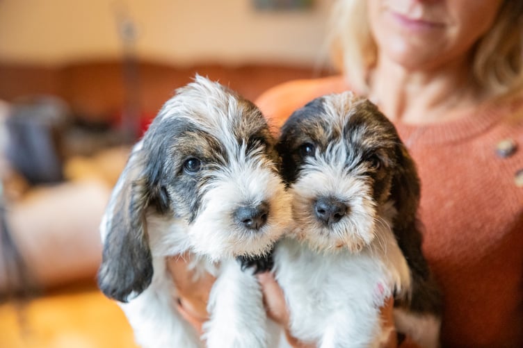 Be Puppywise
