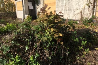 Bell Cottage, which has been boarded up by Mid Devon District Council.