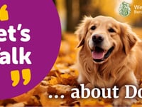 West Devon Borough Council consults on dog control
