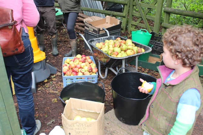 Apples waiting to be fed into the macerater, scratter, to be mushed up for pressing.  SR 9112